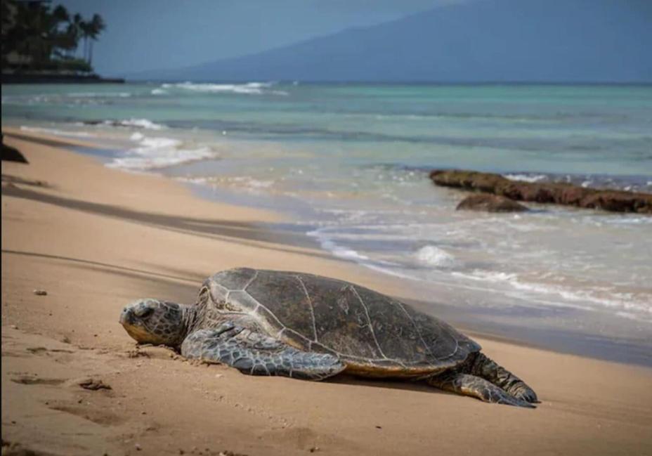 Central Kihei Gem! 3-Min Walk To The Beach & Shops Wailea  Εξωτερικό φωτογραφία